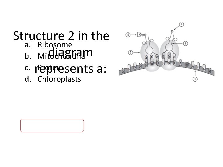 Structure 2 in the a. Ribosome diagram b. Mitochondria c. represents Protein a: d.