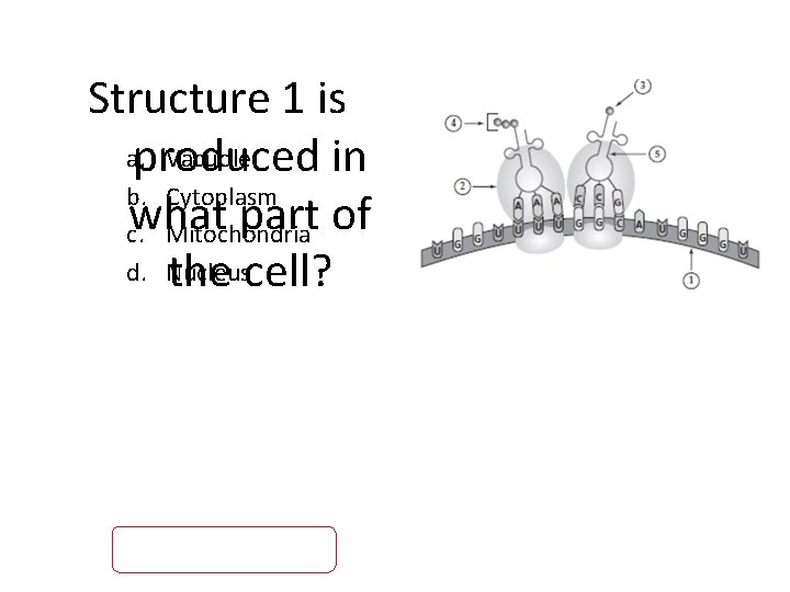 Structure 1 is a. Vacuole produced in b. Cytoplasm what part of c. Mitochondria