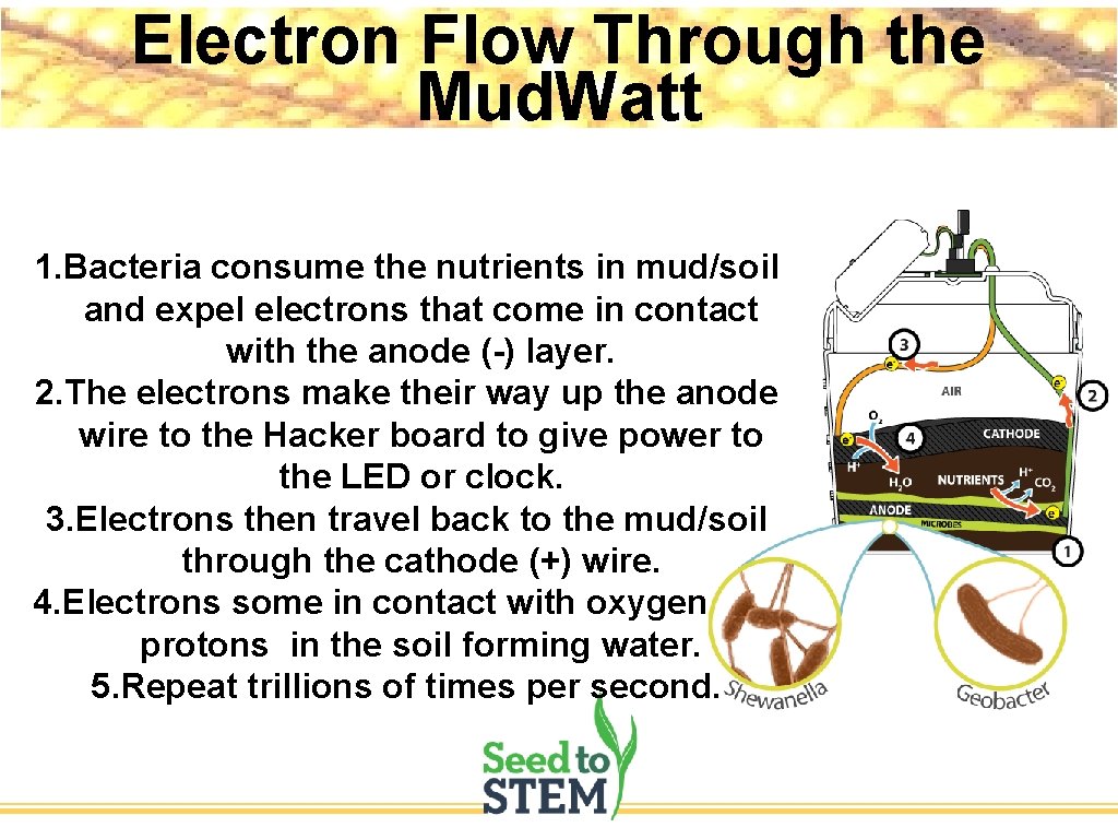 Electron Flow Through the Mud. Watt 1. Bacteria consume the nutrients in mud/soil and