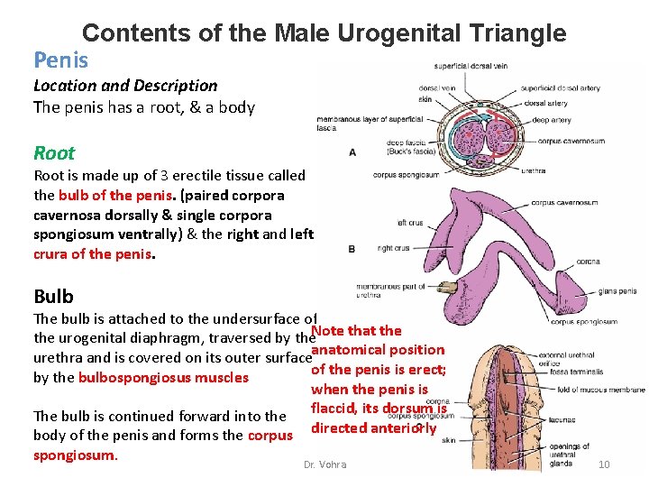 Contents of the Male Urogenital Triangle Penis Location and Description The penis has a