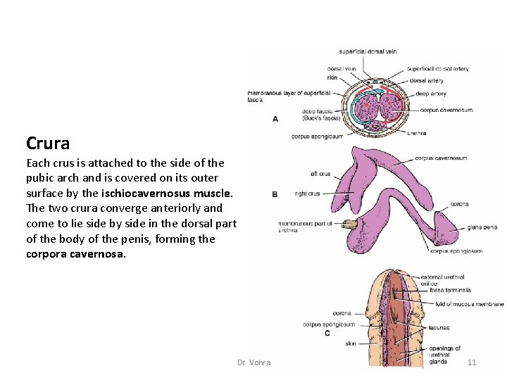 Crura Each crus is attached to the side of the pubic arch and is