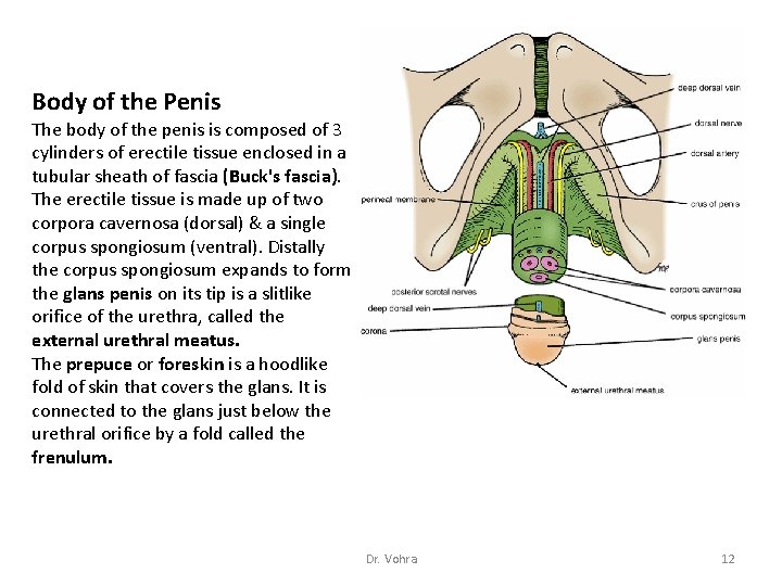 Body of the Penis The body of the penis is composed of 3 cylinders