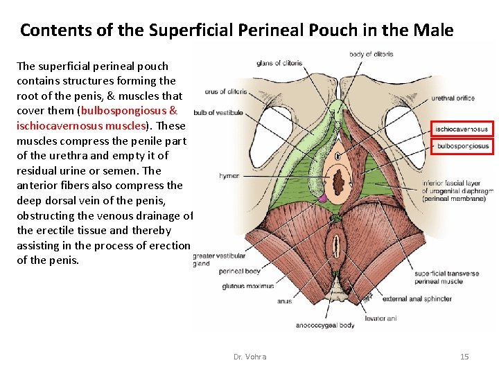 Contents of the Superficial Perineal Pouch in the Male The superficial perineal pouch contains