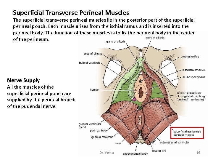 Superficial Transverse Perineal Muscles The superficial transverse perineal muscles lie in the posterior part