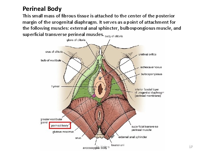 Perineal Body This small mass of fibrous tissue is attached to the center of