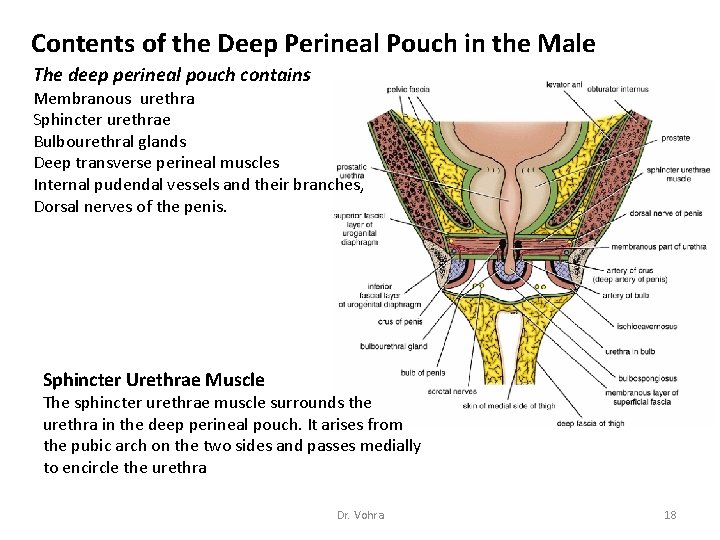 Contents of the Deep Perineal Pouch in the Male The deep perineal pouch contains