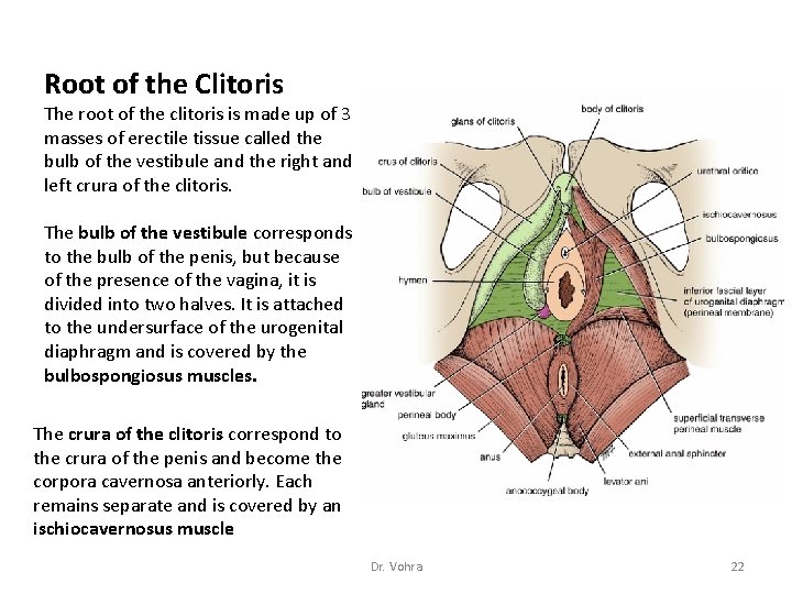 Root of the Clitoris The root of the clitoris is made up of 3