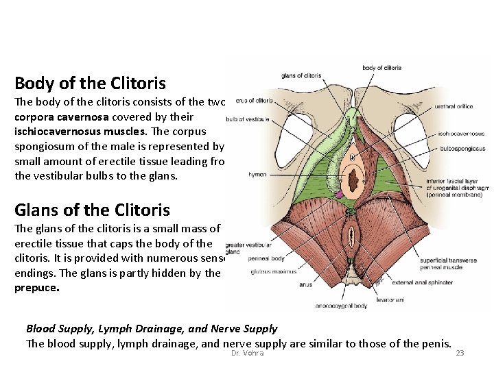 Body of the Clitoris The body of the clitoris consists of the two corpora