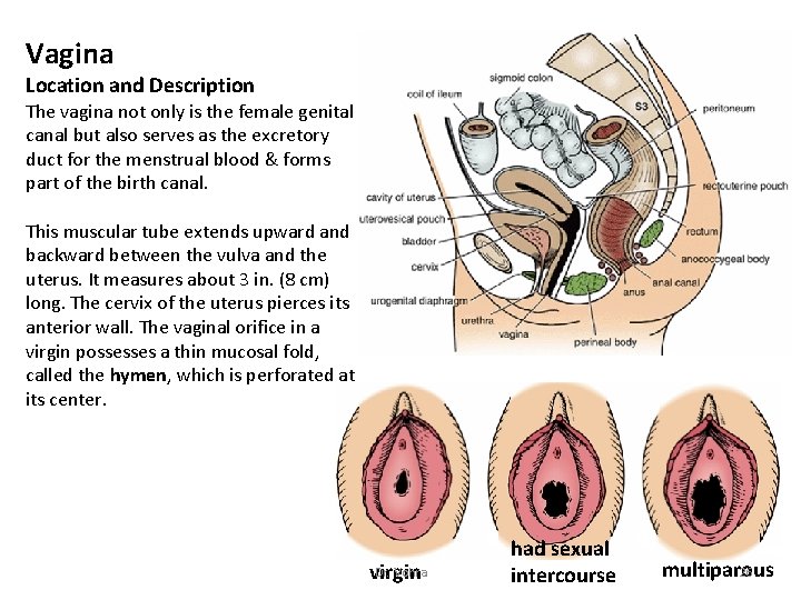 Vagina Location and Description The vagina not only is the female genital canal but