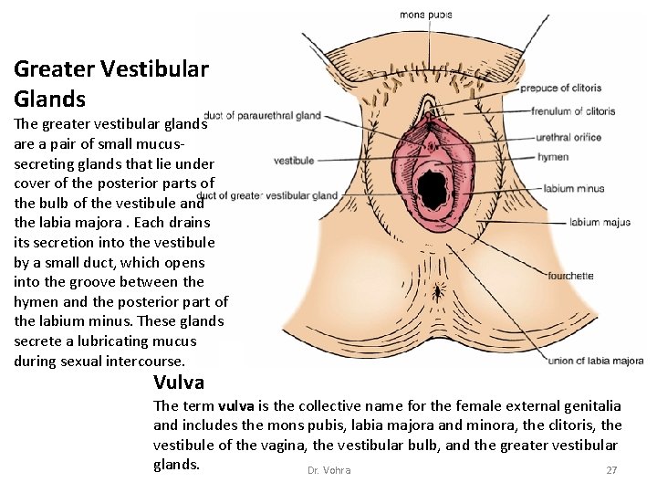 Greater Vestibular Glands The greater vestibular glands are a pair of small mucussecreting glands