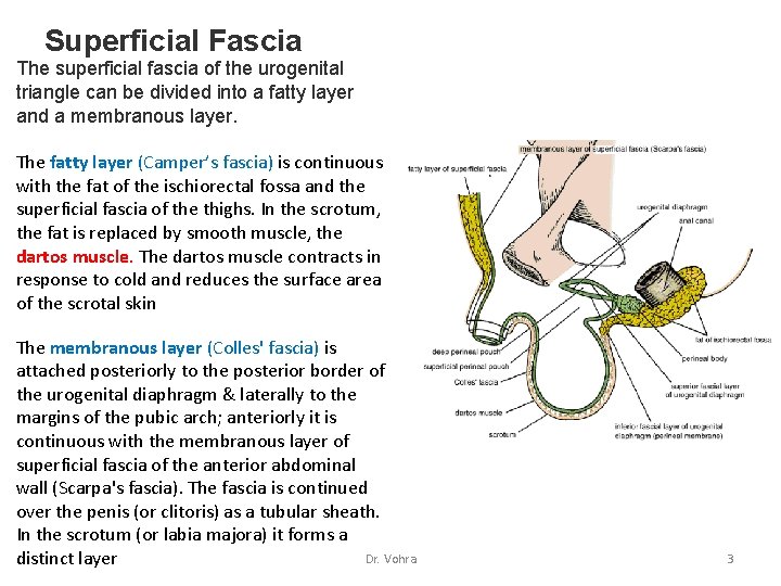 Superficial Fascia The superficial fascia of the urogenital triangle can be divided into a