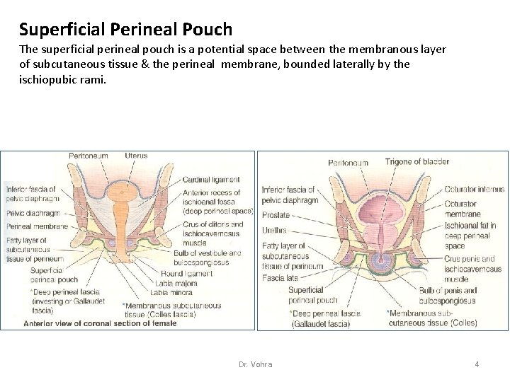 Superficial Perineal Pouch The superficial perineal pouch is a potential space between the membranous