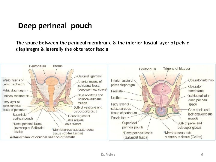 Deep perineal pouch The space between the perineal membrane & the inferior fascial layer