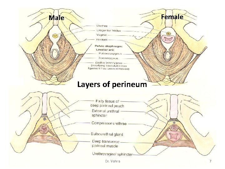 Female Male Layers of perineum Dr. Vohra 7 