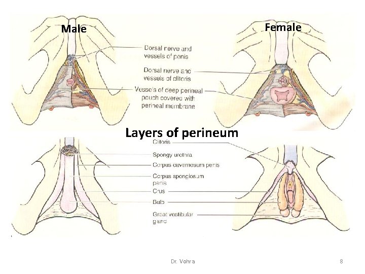 Female Male Layers of perineum Dr. Vohra 8 