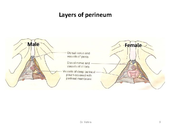 Layers of perineum Male Female Dr. Vohra 9 