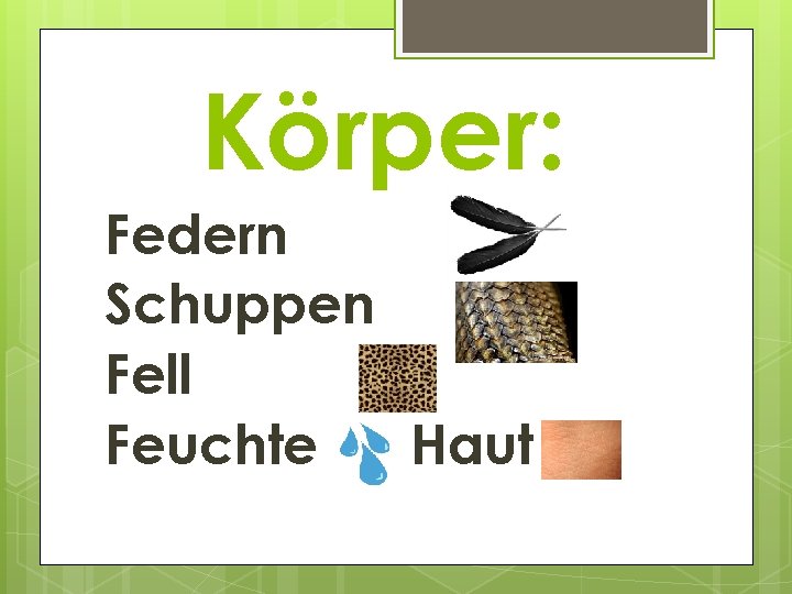 Körper: Federn Schuppen Fell Feuchte Haut 