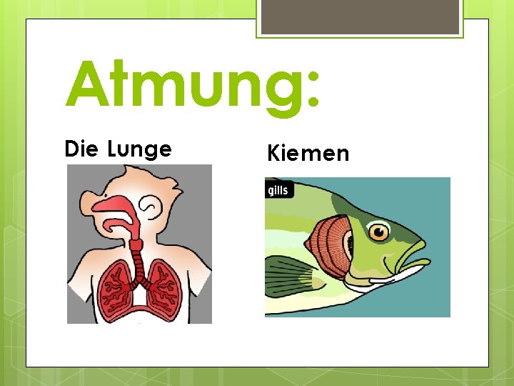 Atmung: Die Lunge Kiemen 