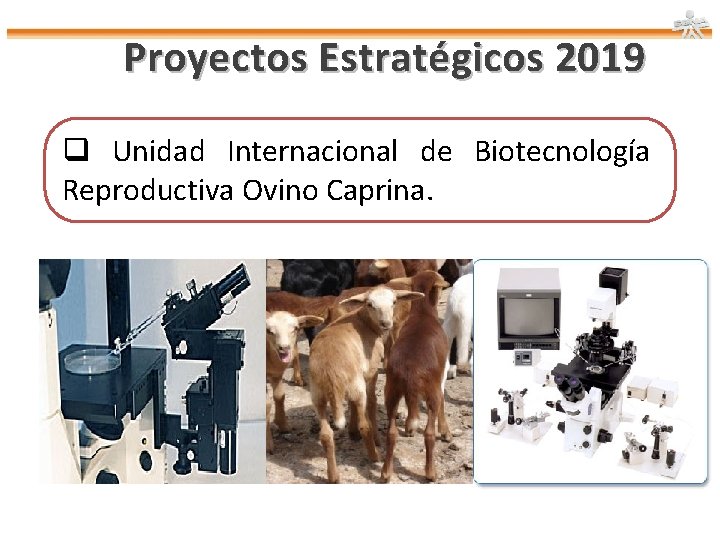 Proyectos Estratégicos 2019 q Unidad Internacional de Biotecnología Reproductiva Ovino Caprina. 