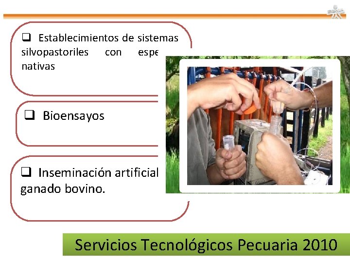 q Establecimientos de sistemas silvopastoriles con especies nativas q Bioensayos q Inseminación artificial en