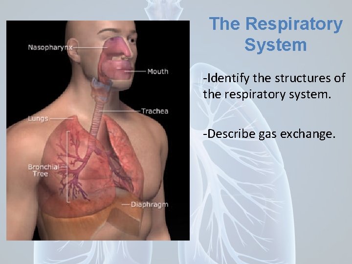 The Respiratory System -Identify the structures of the respiratory system. -Describe gas exchange. 