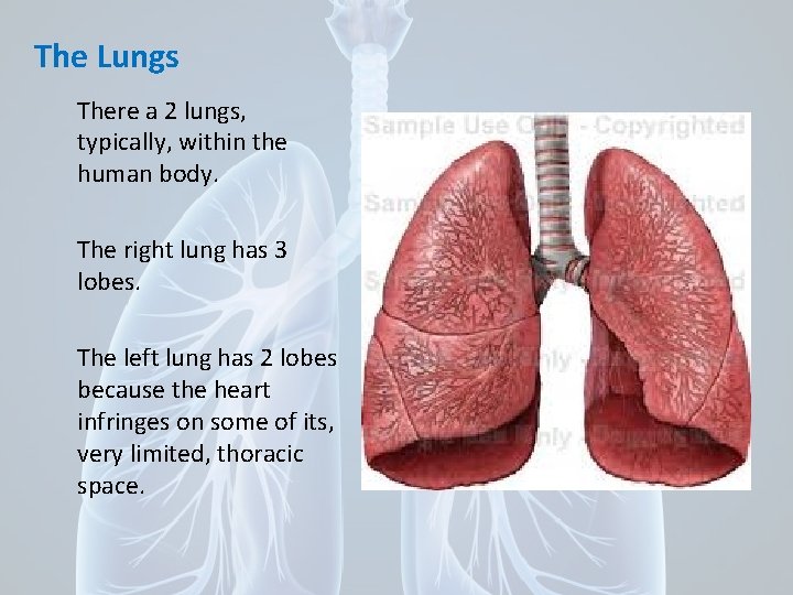 The Lungs There a 2 lungs, typically, within the human body. The right lung