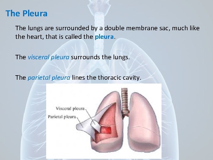 The Pleura The lungs are surrounded by a double membrane sac, much like the