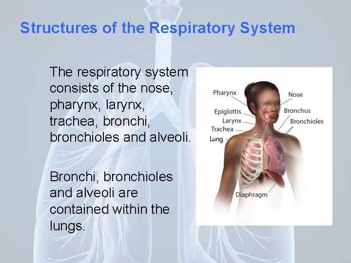 Structures of the Respiratory System The respiratory system consists of the nose, pharynx, larynx,