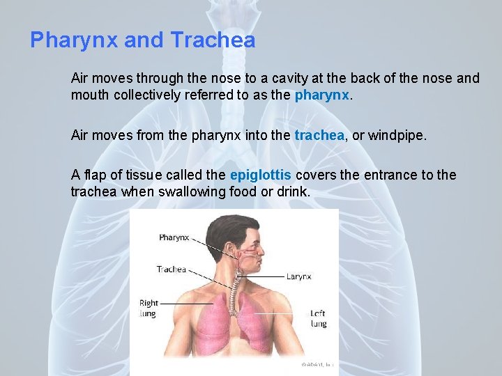Pharynx and Trachea Air moves through the nose to a cavity at the back