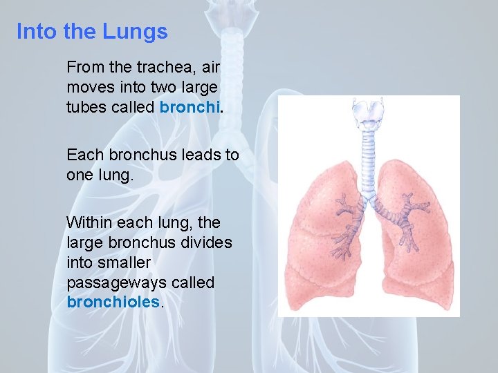 Into the Lungs From the trachea, air moves into two large tubes called bronchi.