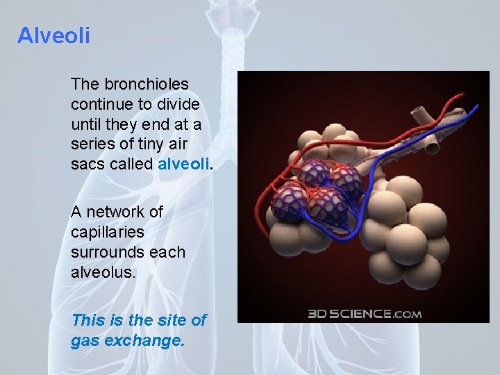 Alveoli The bronchioles continue to divide until they end at a series of tiny
