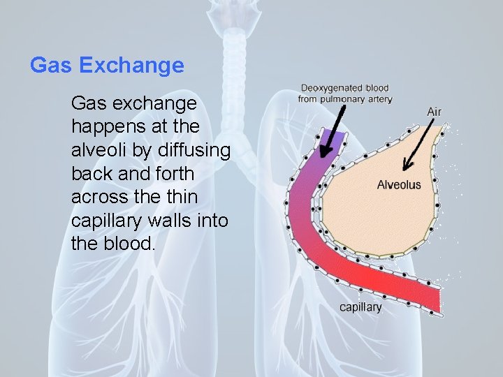 Gas Exchange Gas exchange happens at the alveoli by diffusing back and forth across