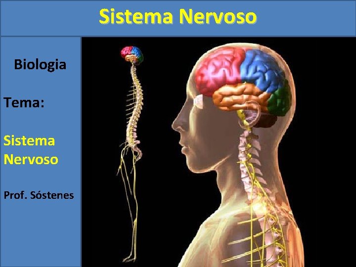 Sistema Nervoso Biologia Tema: Sistema Nervoso Prof. Sóstenes 