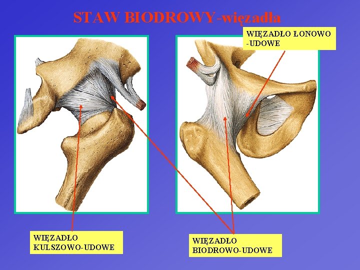 STAW BIODROWY-więzadła WIĘZADŁO ŁONOWO -UDOWE WIĘZADŁO KULSZOWO-UDOWE WIĘZADŁO BIODROWO-UDOWE 