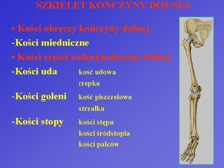 SZKIELET KOŃCZYNY DOLNEJ • Kości obręczy kończyny dolnej -Kości miedniczne • Kości części wolnej