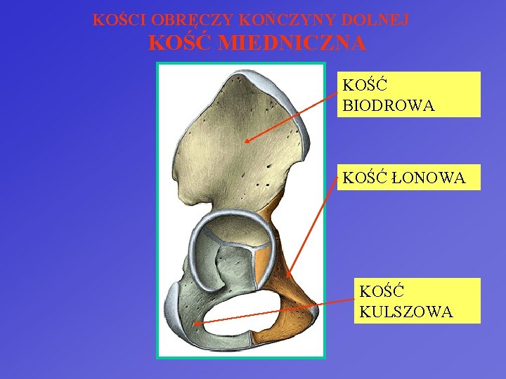 KOŚCI OBRĘCZY KOŃCZYNY DOLNEJ KOŚĆ MIEDNICZNA KOŚĆ BIODROWA KOŚĆ ŁONOWA KOŚĆ KULSZOWA 