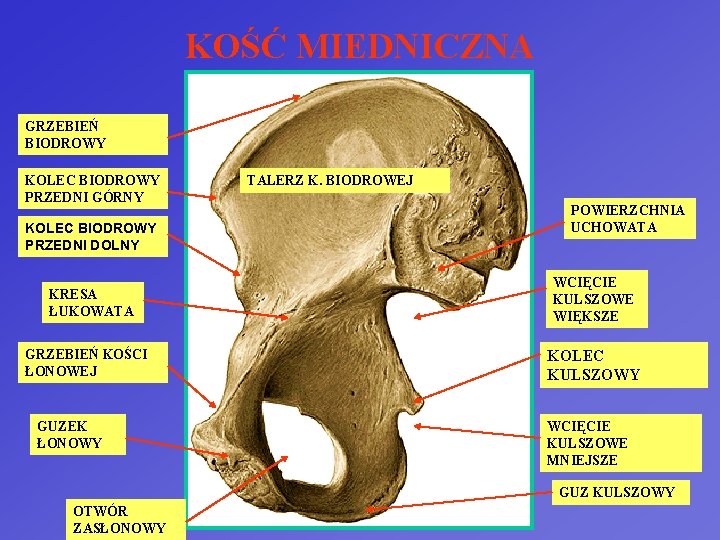 KOŚĆ MIEDNICZNA GRZEBIEŃ BIODROWY KOLEC BIODROWY PRZEDNI GÓRNY KOLEC BIODROWY PRZEDNI DOLNY KRESA ŁUKOWATA