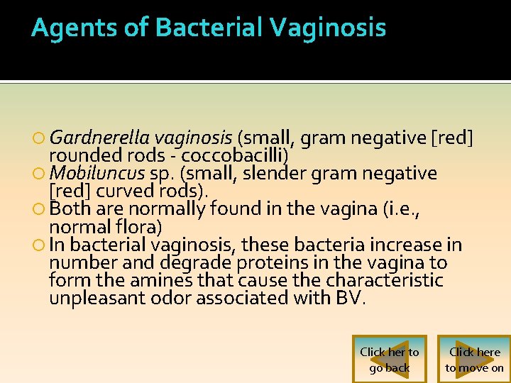 Agents of Bacterial Vaginosis Gardnerella vaginosis (small, gram negative [red] rounded rods - coccobacilli)