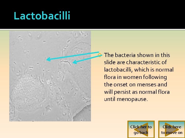 Lactobacilli The bacteria shown in this slide are characteristic of lactobacilli, which is normal