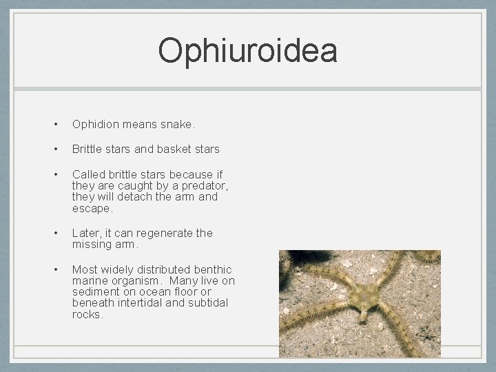 Ophiuroidea • Ophidion means snake. • Brittle stars and basket stars • Called brittle