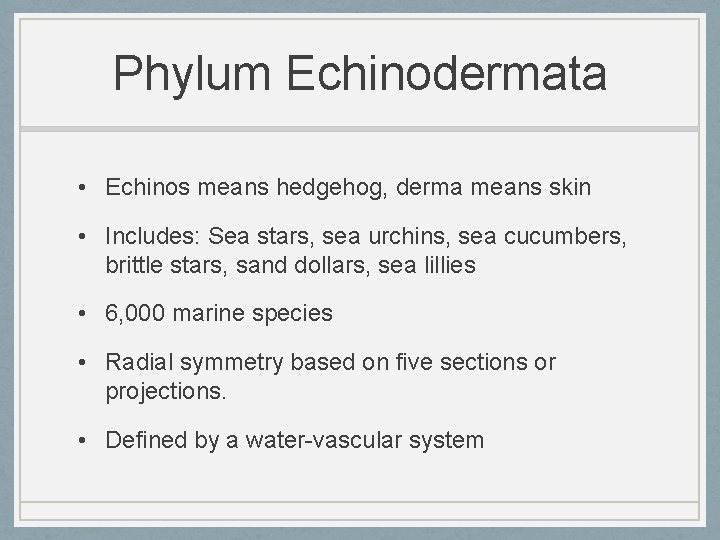 Phylum Echinodermata • Echinos means hedgehog, derma means skin • Includes: Sea stars, sea