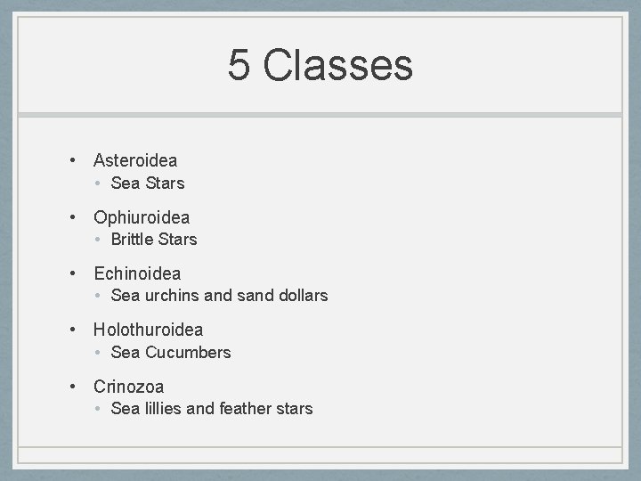 5 Classes • Asteroidea • Sea Stars • Ophiuroidea • Brittle Stars • Echinoidea
