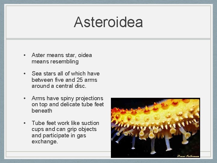 Asteroidea • Aster means star, oidea means resembling • Sea stars all of which
