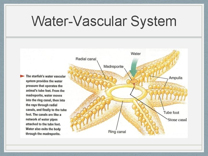 Water-Vascular System 