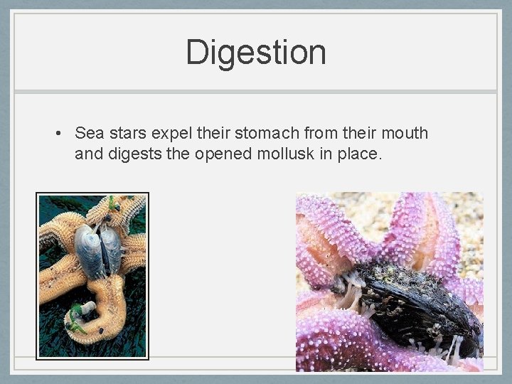 Digestion • Sea stars expel their stomach from their mouth and digests the opened