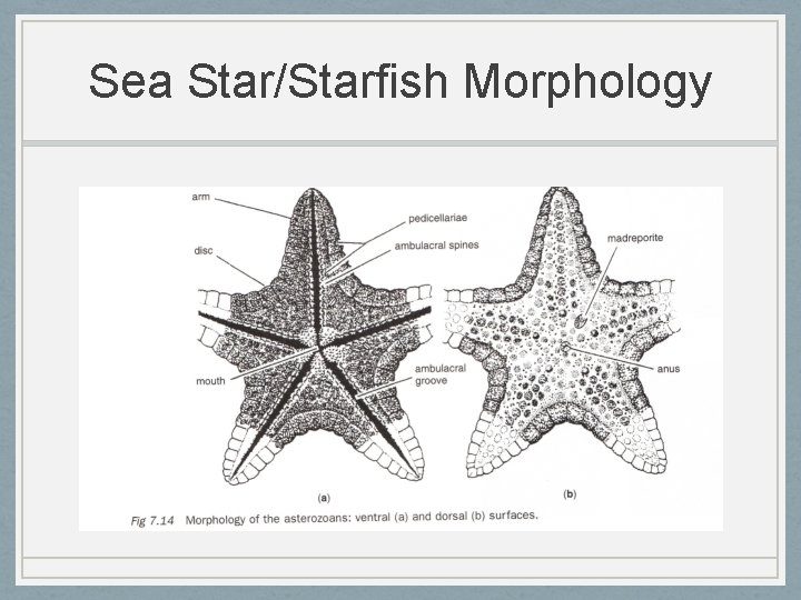 Sea Star/Starfish Morphology 