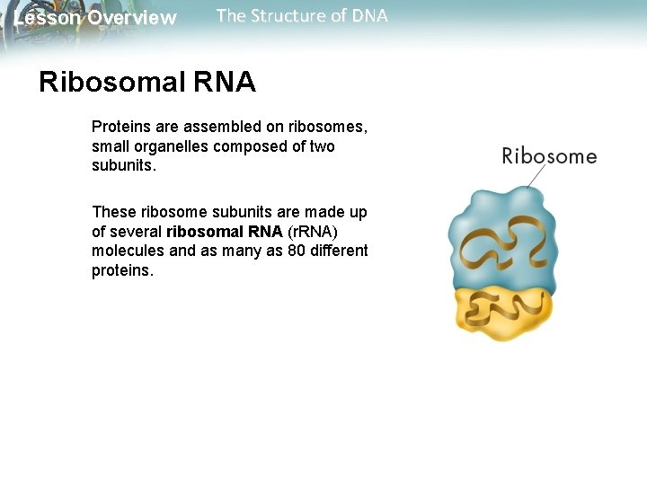 Lesson Overview The Structure of DNA Nucleic Acids