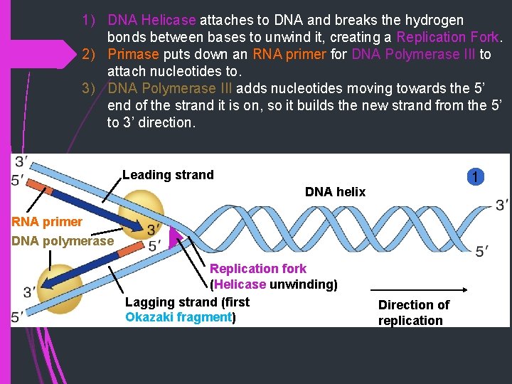 1) DNA Helicase attaches to DNA and breaks the hydrogen bonds between bases to