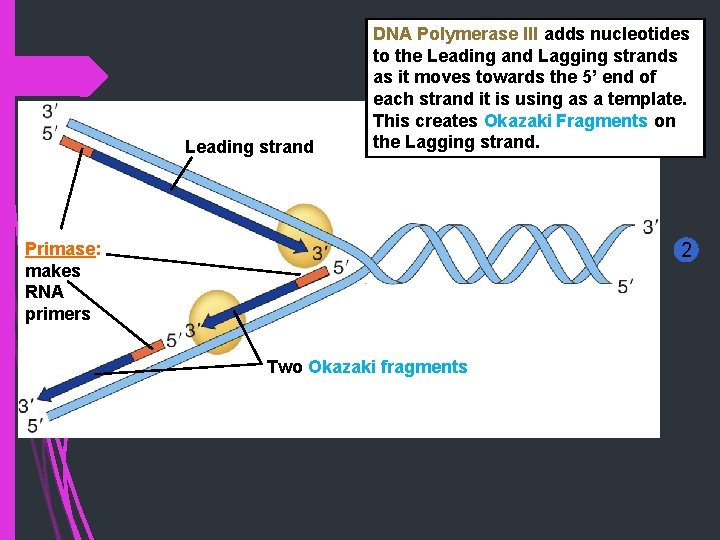 Leading strand DNA Polymerase III adds nucleotides to the Leading and Lagging strands as