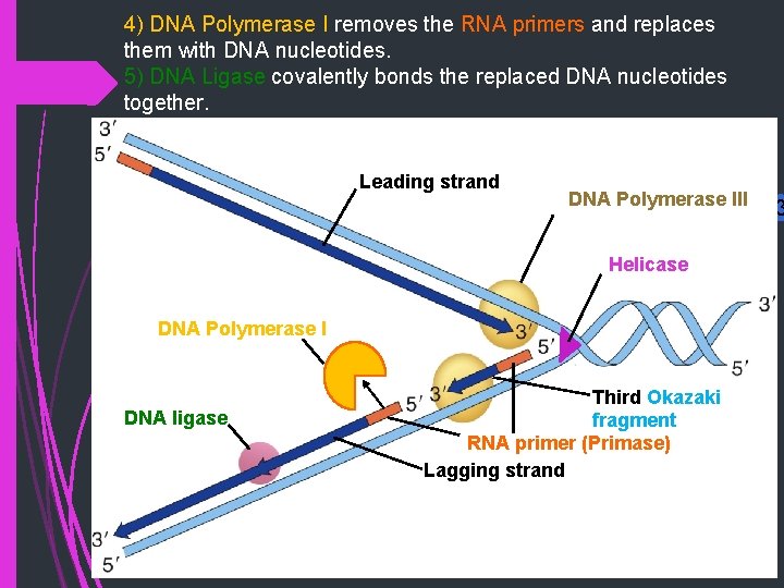 4) DNA Polymerase I removes the RNA primers and replaces them with DNA nucleotides.